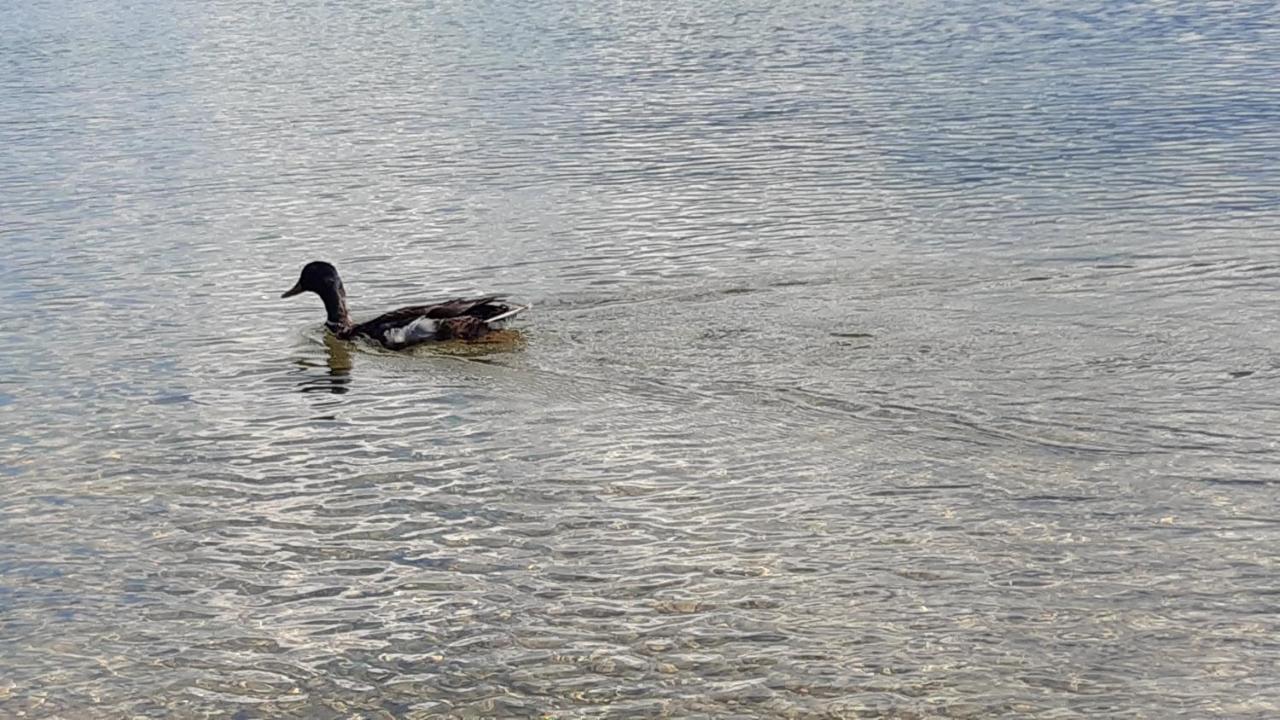 Wildente Am See Maishofen Extérieur photo